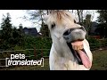 The Horse Force | Pets Translated