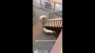 Watch two dogs have a blast in Jourdan River floodwaters