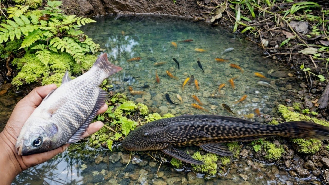 CATCHING COLORFUL FISH IN WATER HOLES!
