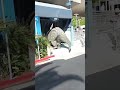 TRICERATOPS BACK HOME!!! UNIVERSAL STUDIOS HOLLYWOOD || Big Brother Journey