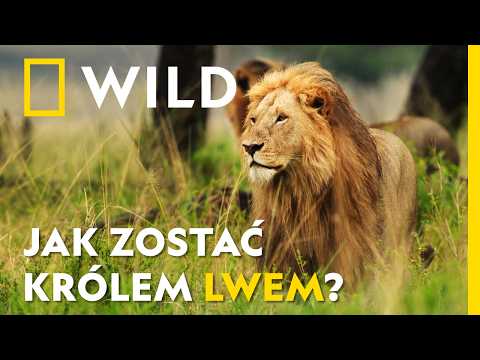 Prawdziwy KRÓL LEW: jak wyglądała jego droga do tronu? | National Geographic [lektor PL]