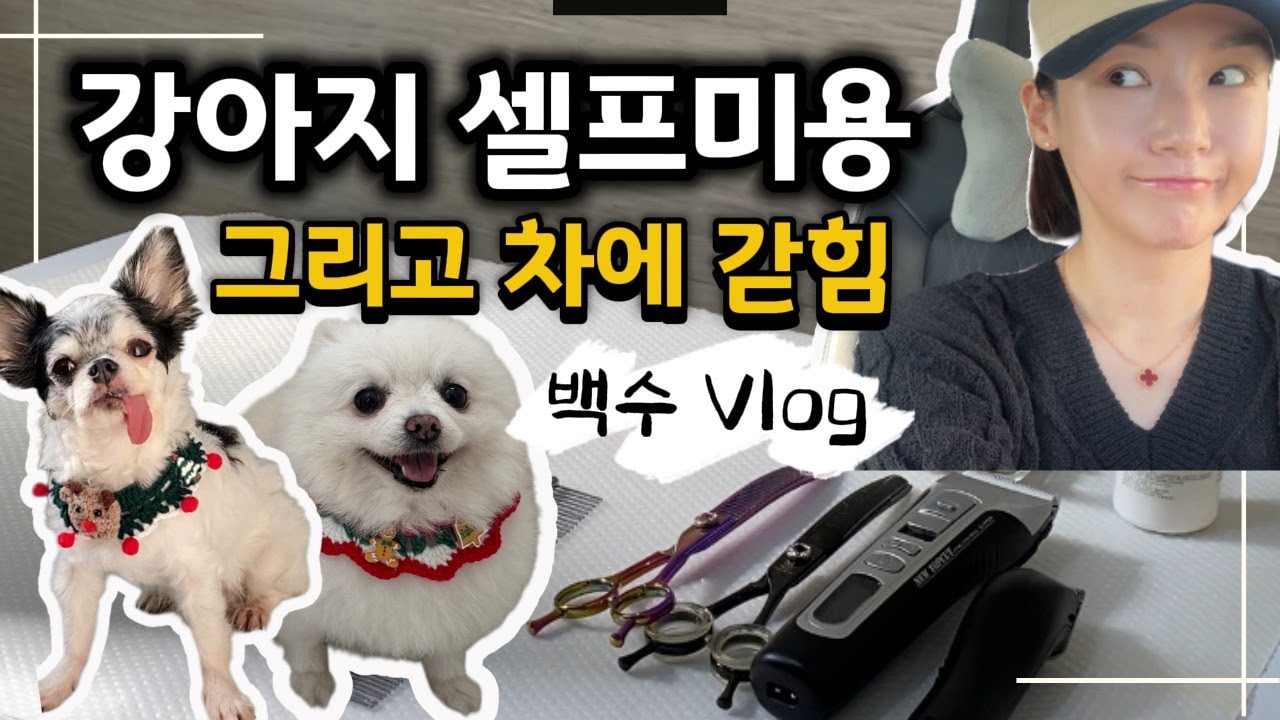 백수의 잔재주 | 강아지 셀프 곰돌이컷 그리고 갇힘