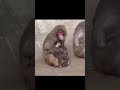 Part 2 #punch is not a bullied #babymonkey anymore #japan #viralmonkey