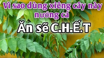 Bài thuốc trị Gãy Nến,Mề đay mẫn ngứa, viêm tai mưng mủ,đau răng. PHAN HẢI Vlog