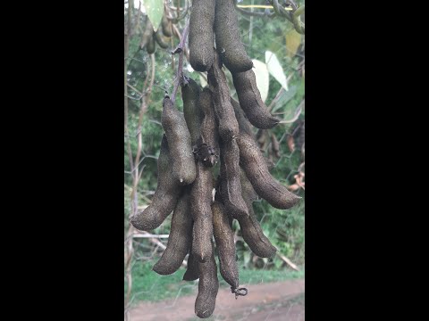 Vídeo: Plantação de Feijão Veludo - Dicas sobre como usar e cultivar feijão aveludado