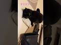 かばんから財布を引っぱり出して、身体をすりすりしている黒猫　#shorts #blackcat #黒猫 #くろねこ #おすすめ #cat #ねこ #かわいい猫 #ミヌエット