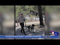 Meet Blue! Grand Canyon National Park launches K-9 pilot project to reduce human-wildlife conflicts