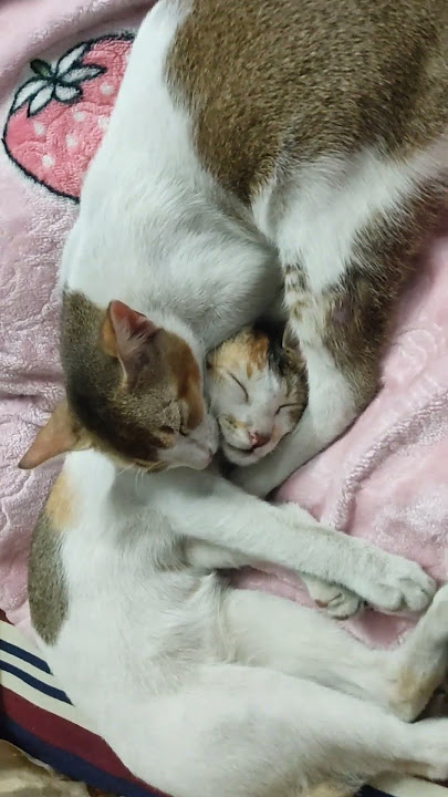 Cats #nicescene #cuteanimals #funny #cutecats #beauty #cute #cutepets #beautful #unfrezzmyaccount
