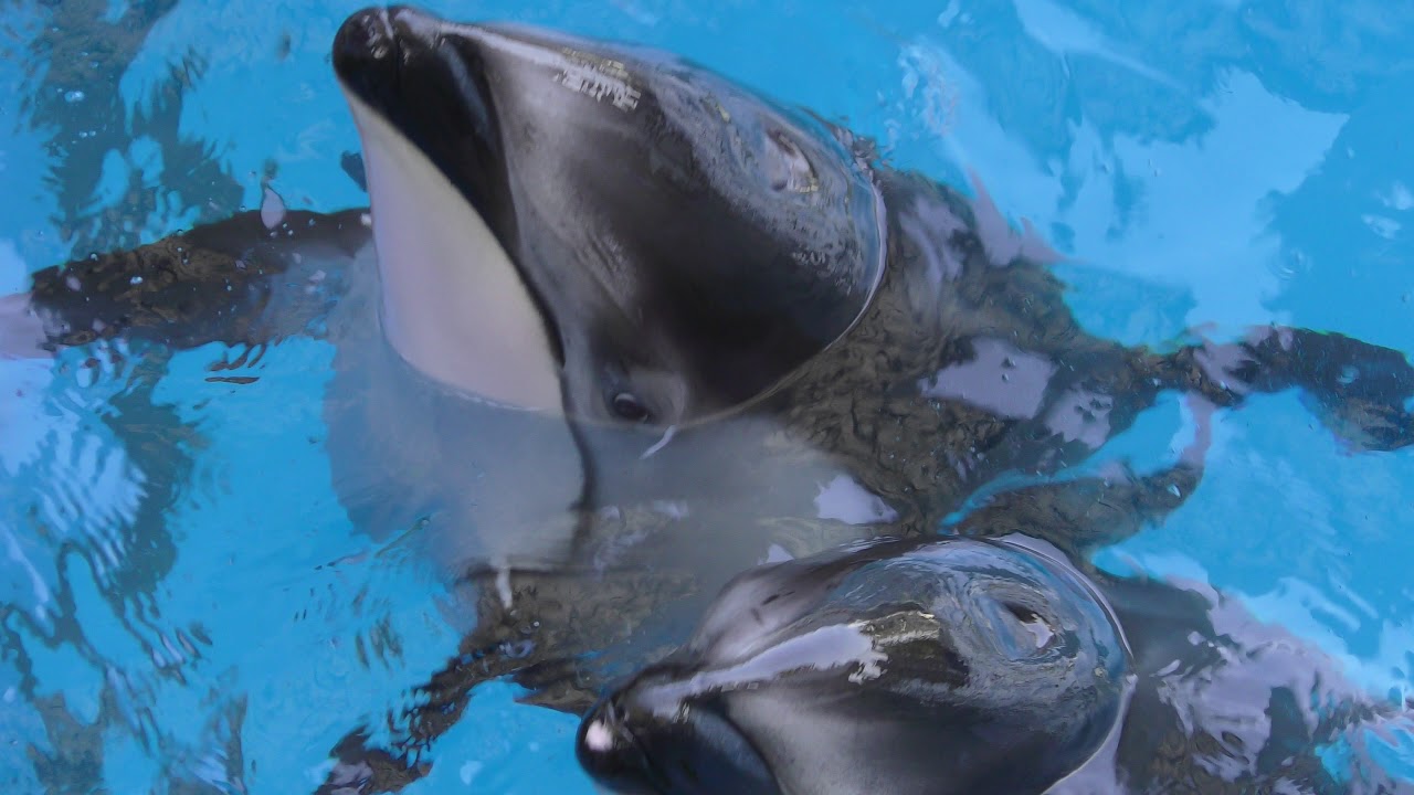 Pacific White Sided Dolphin Training Yokohamahakkeijima Seaparadise Kanagawa Japan July 14 18 Youtube