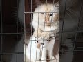 momi sudah krasan di dalam rumah 25 Mei 2026