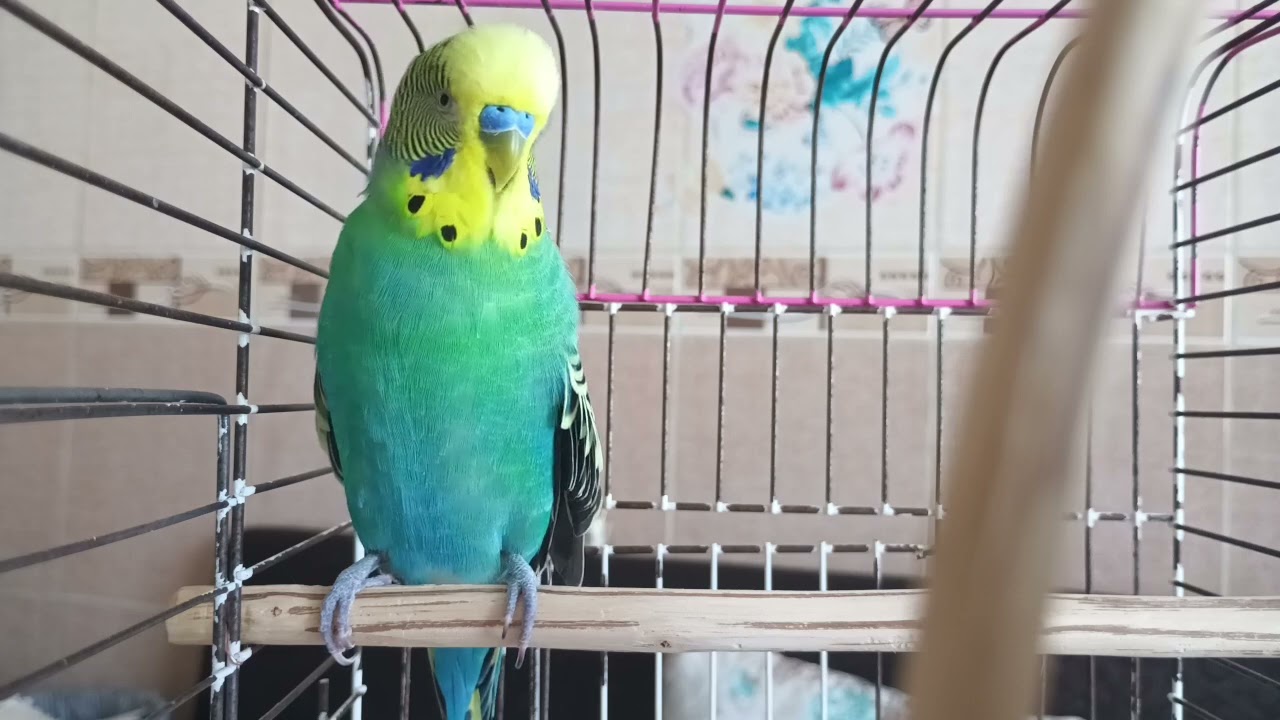 🇷🇺 2 часа любви и гармонии для вашего волнистого попугая 🎶🐦 Идеальные звуки для отдыха и счастья 🇷🇺