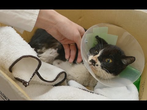 Poki the cat's vet results!