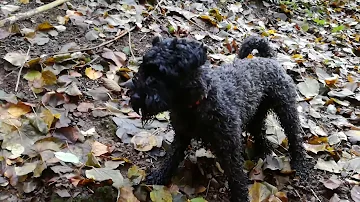 Grammy - real bushcraft dog - Kerry Blue Terrier