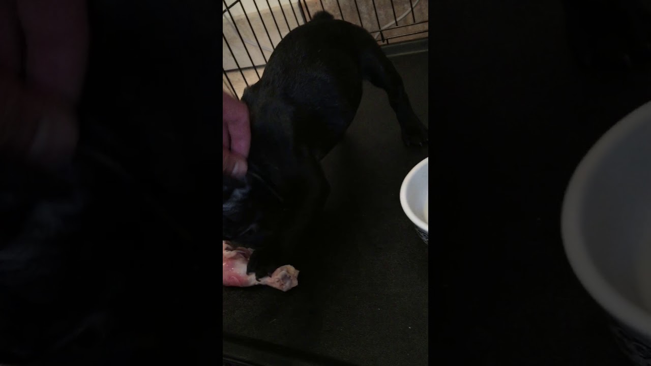 Frenchies eating raw chicken 🍗 BARF