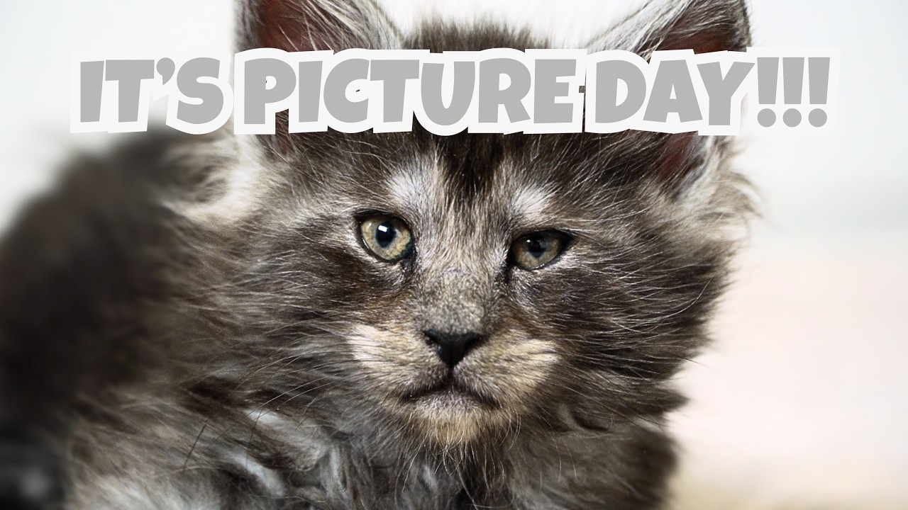 National Parks Week 7 Update | Mountain Crest Maine Coons