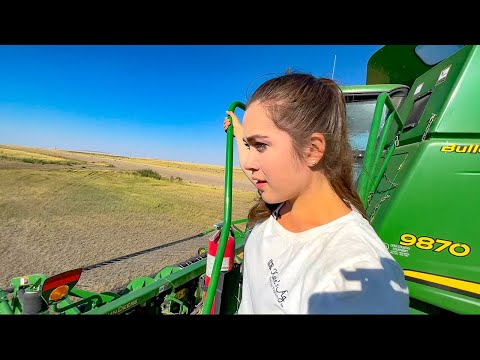 Roding with Combine Harvesters & 2 Flies!  Montana Harvest 2022