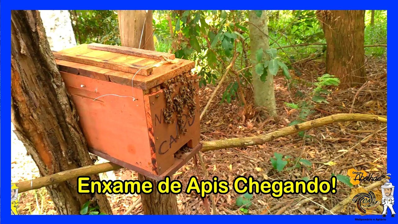 Caixa Isca De Papelão Para Abelhas Enxame De Apis Chegando No Nucleo Exclusivo Youtube