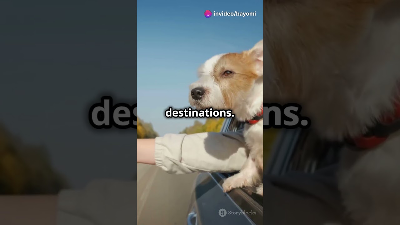 Top Dog Friendly Travel Tips! 
