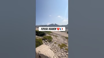 digging the DEVONIAN #fossils #dig