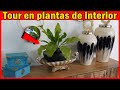 Plantas de INTERIOR que harán que tu CASA luzca de REVISTA - Tour por mis plantas de interior