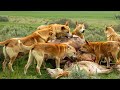 Australian farmers deal with thousands of dingo dogs attacking livestock  farming documentary
