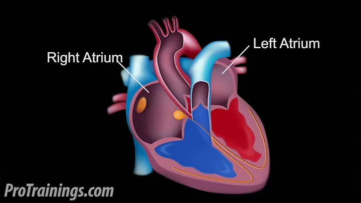 The Cardiac Conduction System