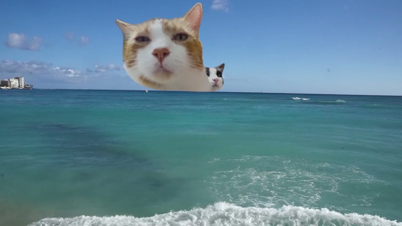 ワイキキホテルで過ごすハワイ猫 Cats spending time in Waikiki