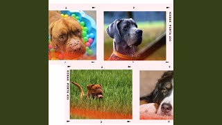 Phenomenal Backdrops for Adorable Rescue Pups - Relax My Dog Music