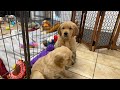 😬🐶🚨Golden Retriever Puppy Breakout!