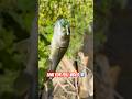 97 CENT FROG WORKS🐸  #fishing #bassfishing #topwater #bass #njfishing #frog #lure #cheap #challenge