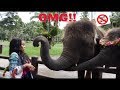 THE ELEPHANT SLAPPED ME!! | AALIYAHJAY