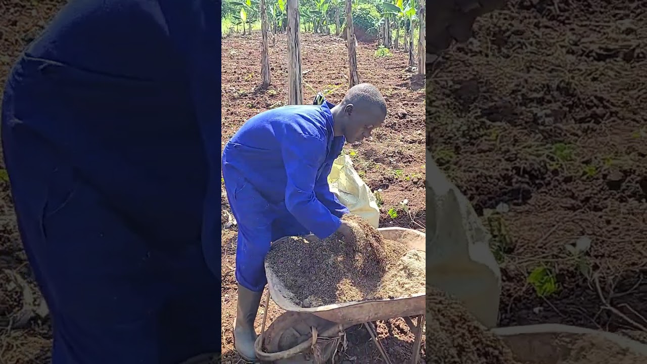 how to plant chloris gayana