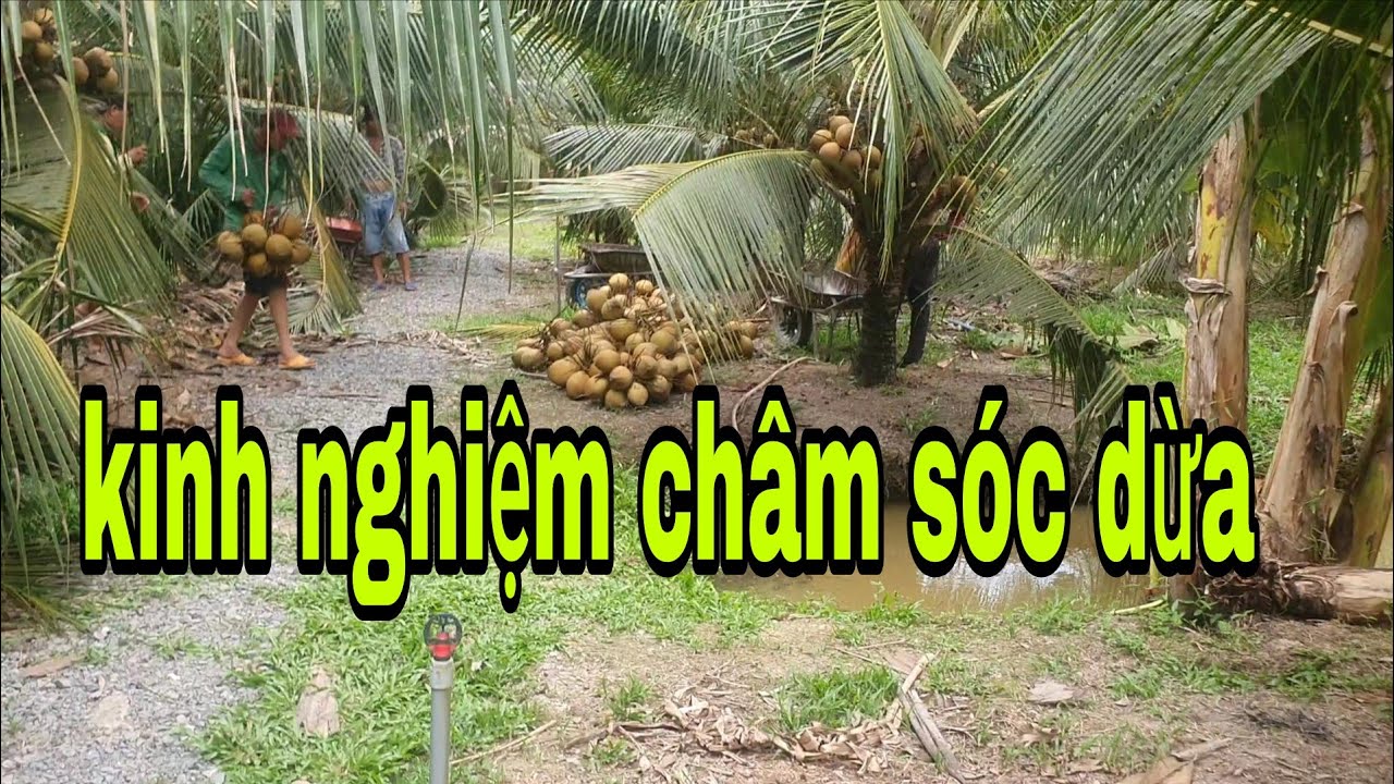 dượng bảy nay tới ngày thu hoạch dừa.