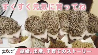 ハリネズミの結婚、出産、子育てのストーリー📕【PECO TV】