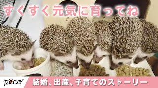 ハリネズミの結婚、出産、子育てのストーリー【PECO TV】