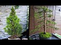 How to bonsai a white spruce treepicea glauca