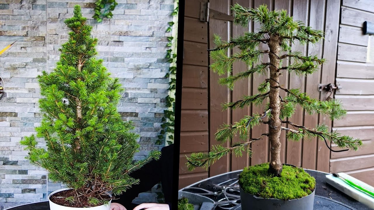 How To Bonsai A White Spruce Tree Picea Glauca YouTube How To Bonsai A White Spruce Tree Picea Glauca YouTube