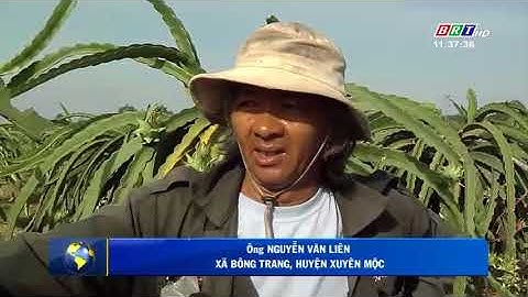 Nông dân xã Bông Trang – huyện Xuyên Mộc điêu đứng vì thanh long tưới "nước bẩn"