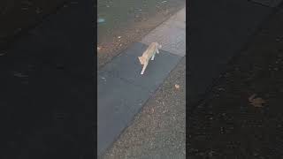 cat is lost and hungry come get your cat #reels #shortvideos #fypシ #goneviral #cat #cats