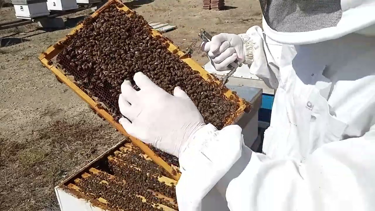 Sonbahar bakımı. Maşallah ilkbahar aylarındaki gibi yavru var.
