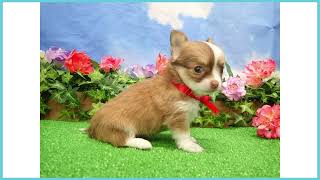 Coo&RIKU No.00747178 チワワ（ロングコート） - YouTube