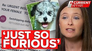 Tricked into buying puppies that don't exist | A Current Affair