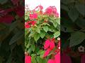 #beautiful flower#natural flower#viral shorts #viral song#love #sooryavansham movie#trending shorts