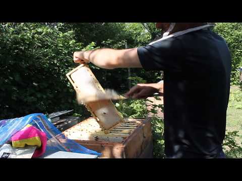 ვიდეო: ფუტკრის ცვილის უპირატესობები - 1
