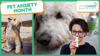 PET ANXIETY MONTH - DOES YOUR DOG SUFFER FROM SEPARATION ANXIETY? by Jitka Krizo Averis 172 views 3 years ago 6 minutes, 38 seconds