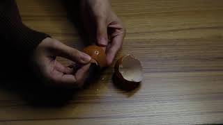 Egg Hatching Sound Foley