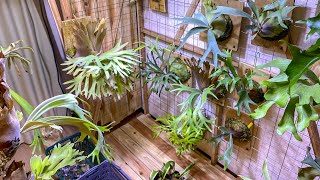 【植物にハマって部屋を借りた男】の部屋を少しだけお見せする朝ライブ。