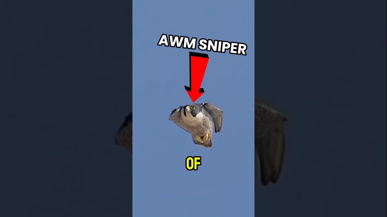 Fastest Bird!?
