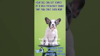 Everything You've Wanted to Know About Your Dogs Ears! #shorts
