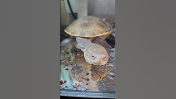 Rùa cổ rắn mai vàng bơi tại Ú Ù PETSHOP CPC